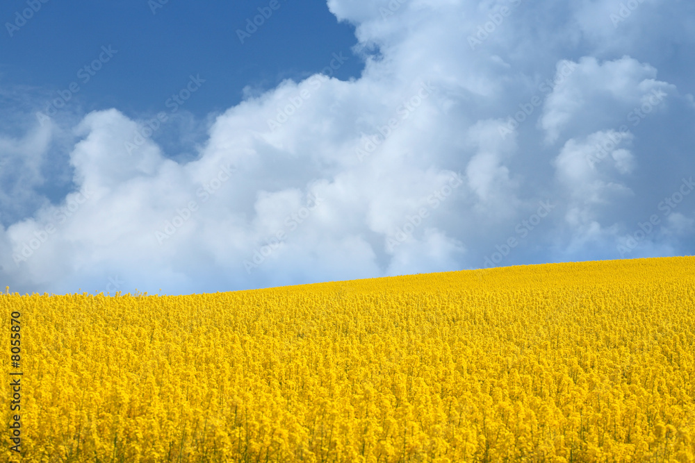 Obraz premium yellow field with oil seed rape in early spring