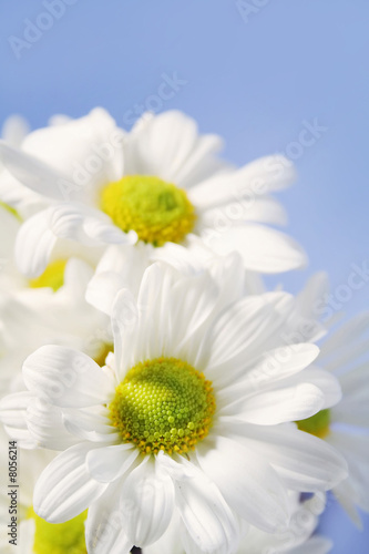 White Daisies