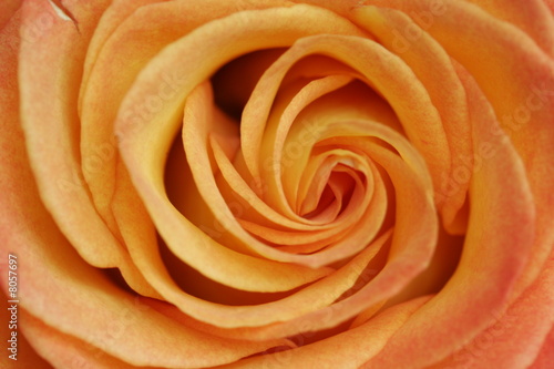 macro of the center of a rose