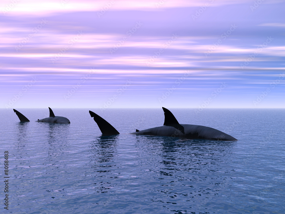 Fototapeta premium Sharks