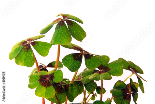 Glücksklee - four leafed clover 16