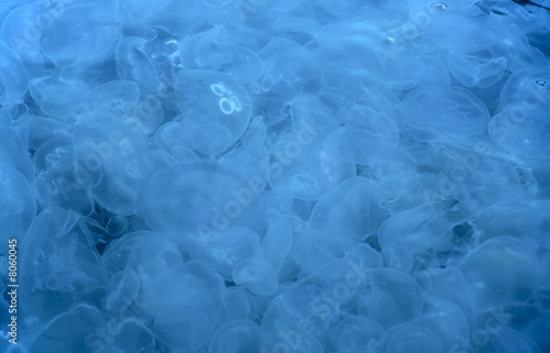 Quadro em tela Jellyfishes background