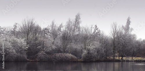 Trees covered in frost