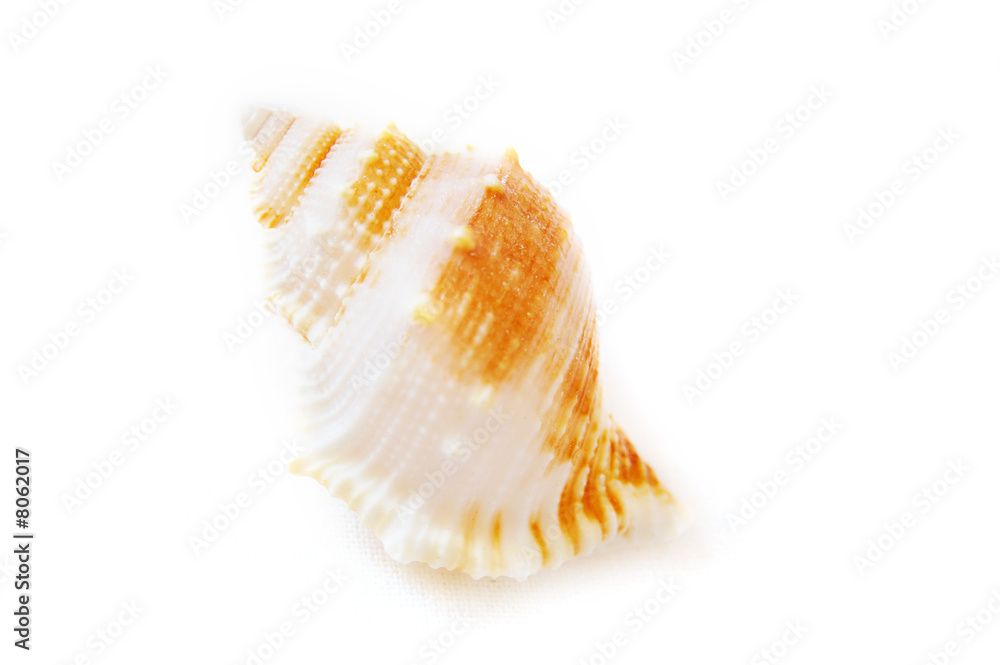 marine shell isolated on white