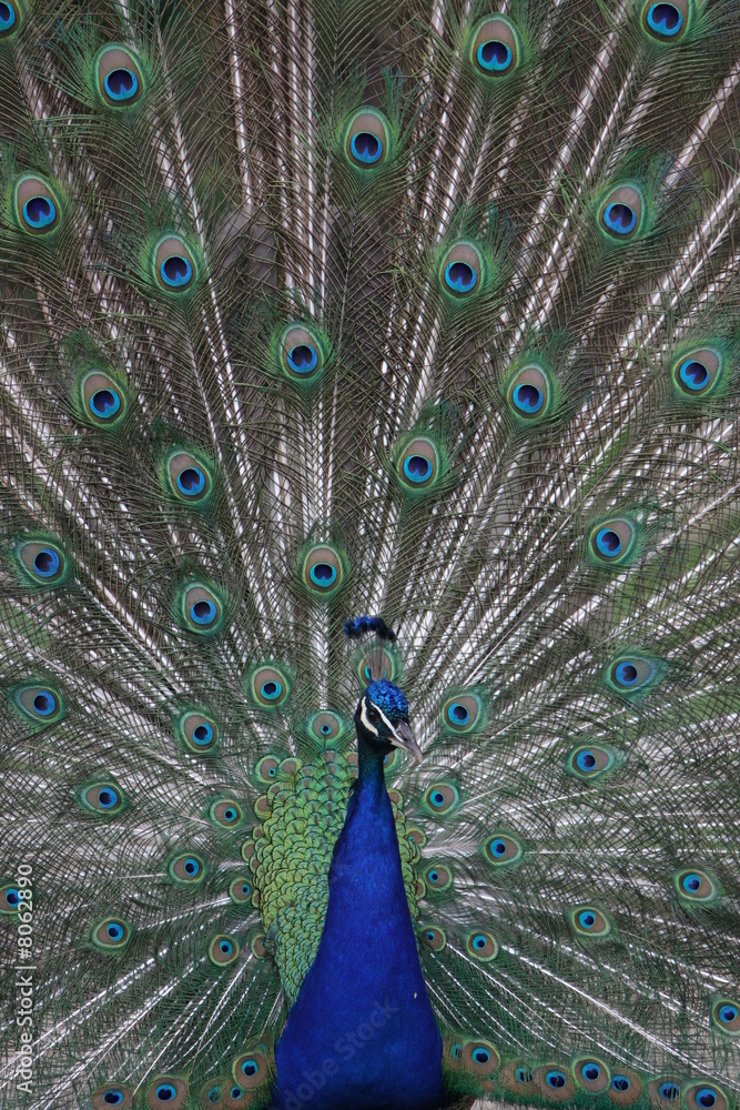 Naklejka premium Pfau_2