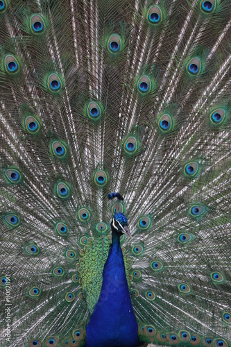 Pfau_2