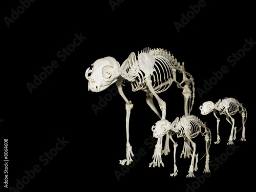 Felis Catus Skeleton