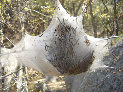 Caterpillar Nest photo