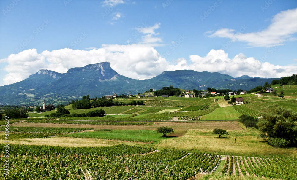 Vignes à Chignin en Savoie