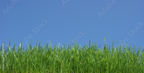 green grass blue sky