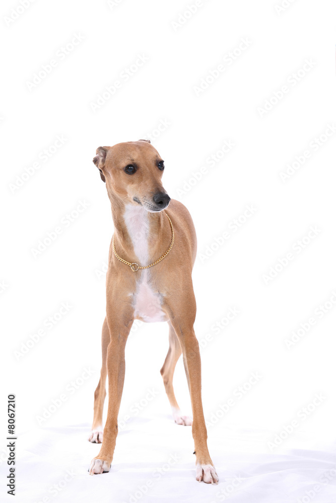 Italian greyhound dog standing against a white background.
