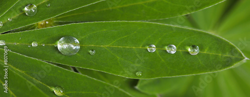 Drops