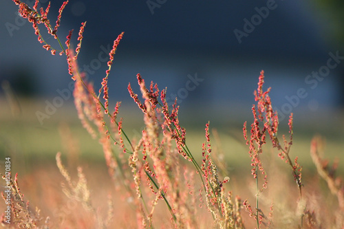 Red grass photo