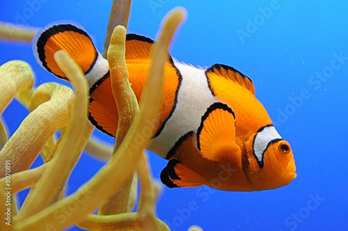 Nemo
