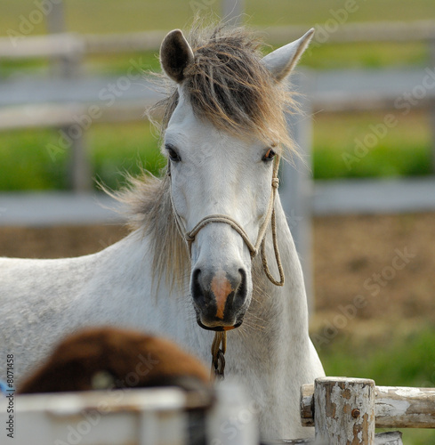 Valokuva horse