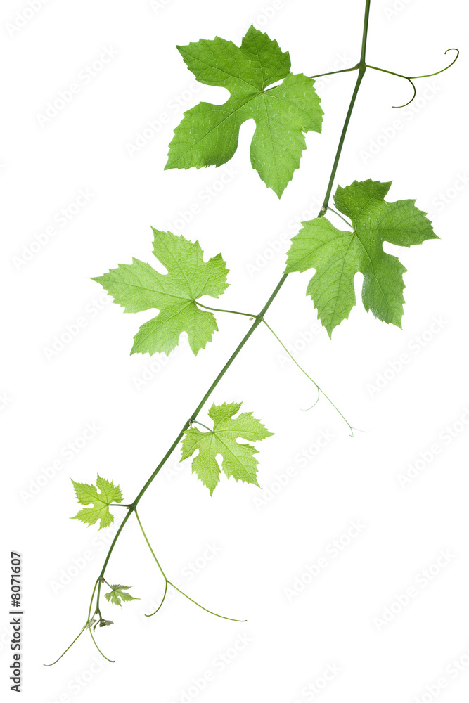 grape-leaves grape-leaves