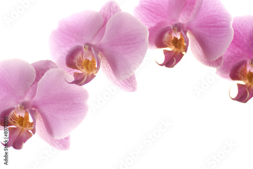 Orchide Branch