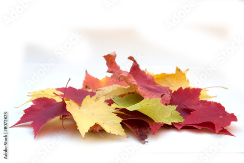 Colorful Leaf Pile