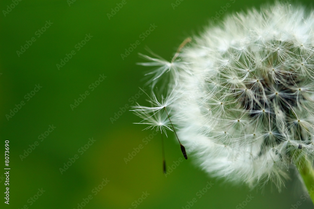 Fototapeta premium Close-up shot of dandelion - past blossom