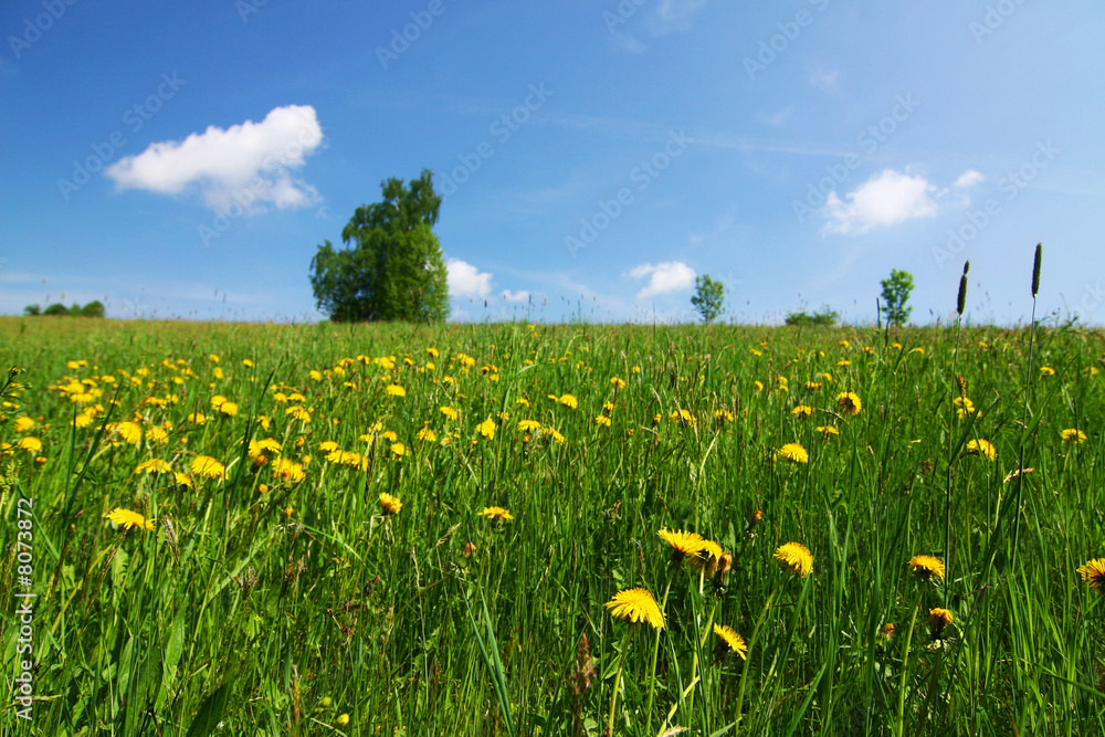 spring countryside with dandelions and lonely tree