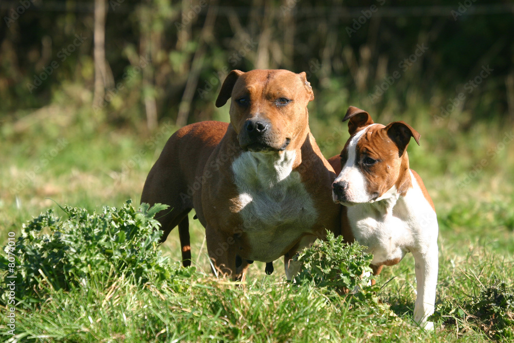 chien et chiot American Staffordshire terrier