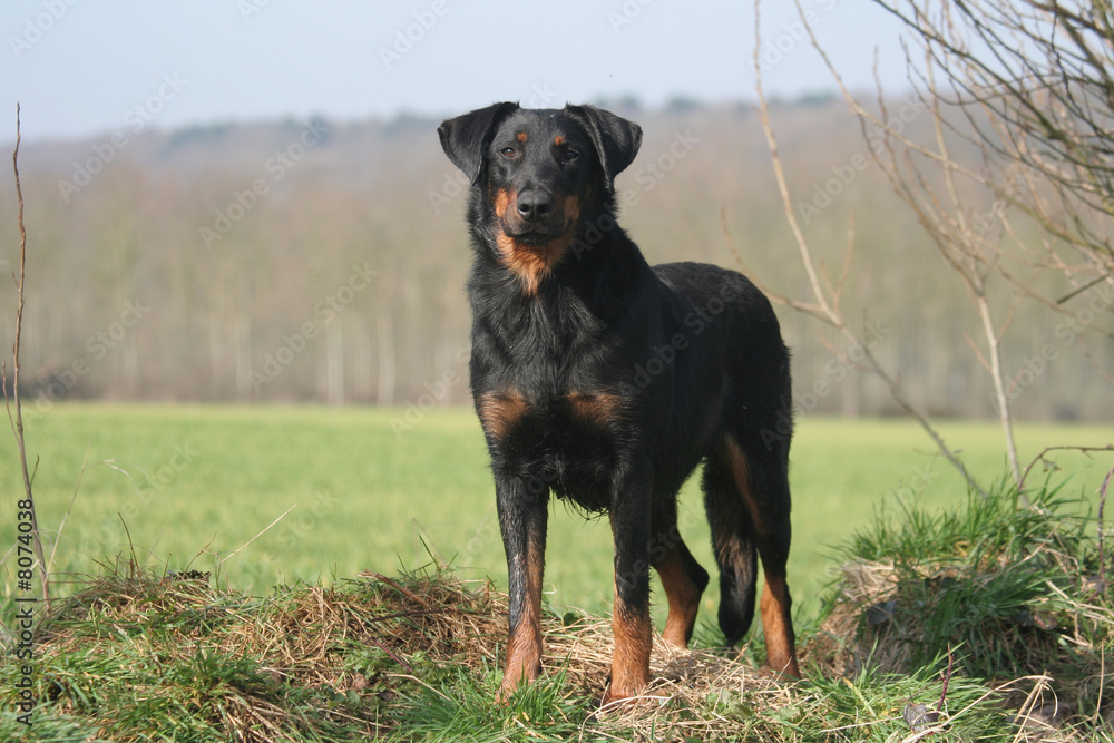 chien Beauceron foto de Stock | Adobe Stock