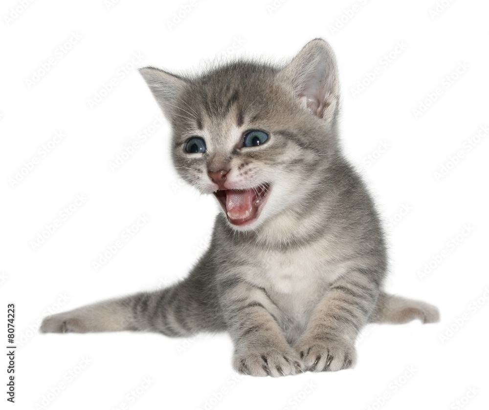 Obraz premium kitten