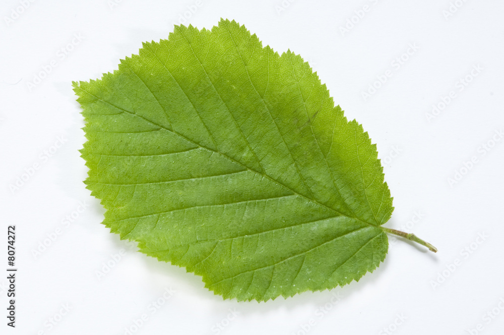 Fototapeta premium Beech Leaf