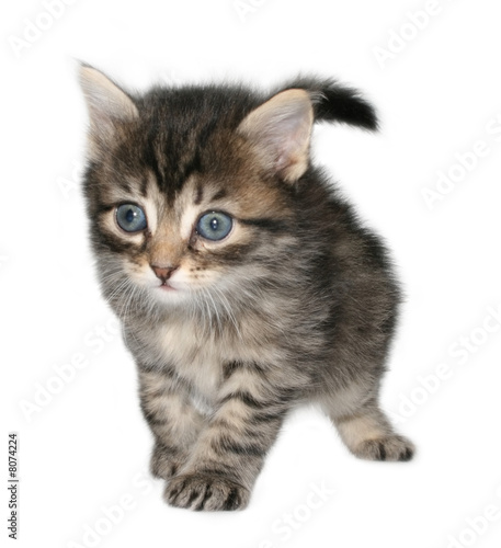 kitten