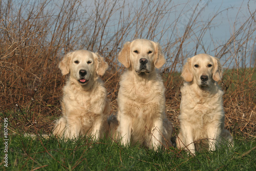 trois chien Golden retriever ombre