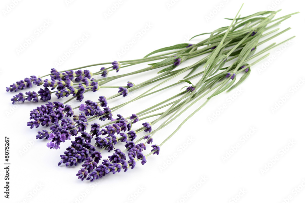 Naklejka premium lavender