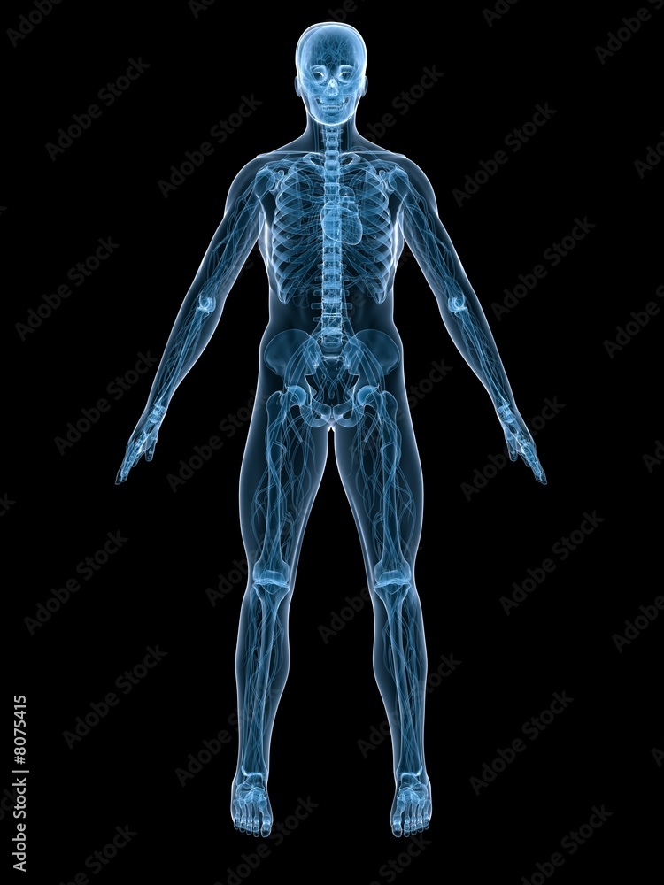 menschliches skelett mit blutkreislauf
