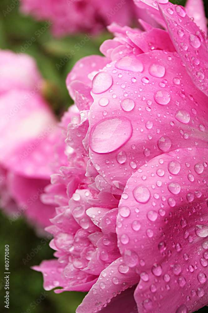 peony peony