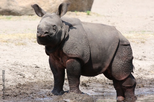 Baby Indian Rhino