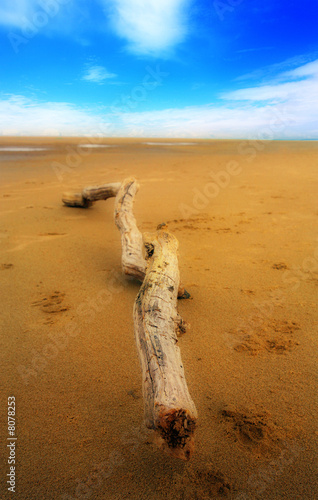 Driftwood on Beach photo