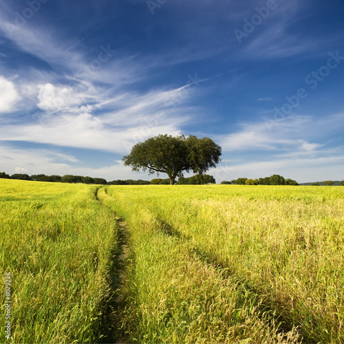 summer landscape with tree and path © Mario Lopes