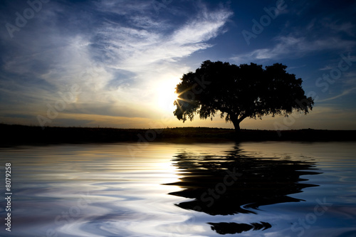 landscape with lonely tree with water reflexion in sunset