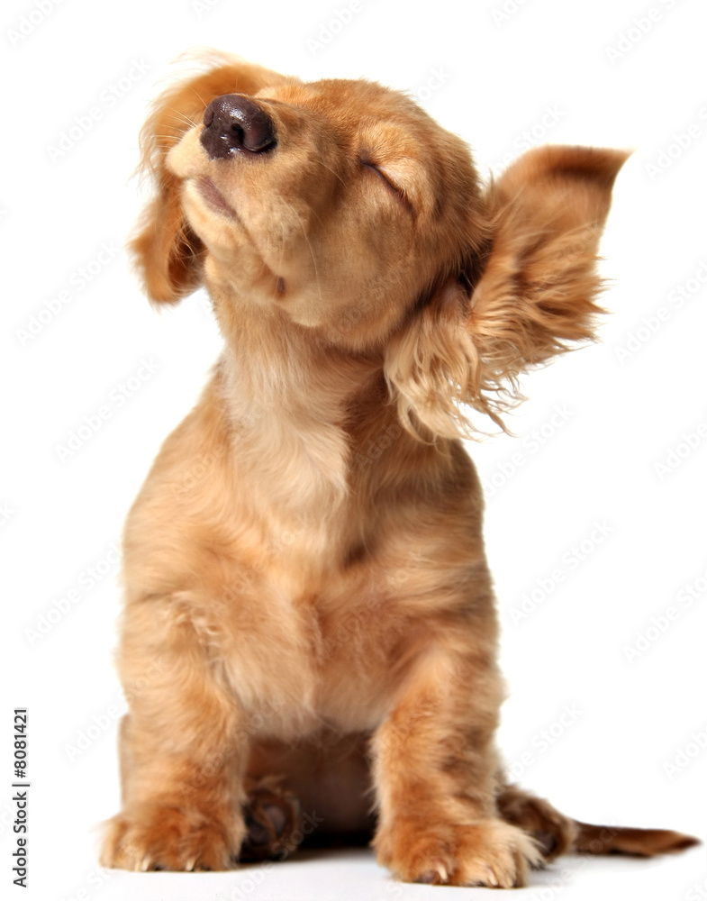 Music for puppy cheap