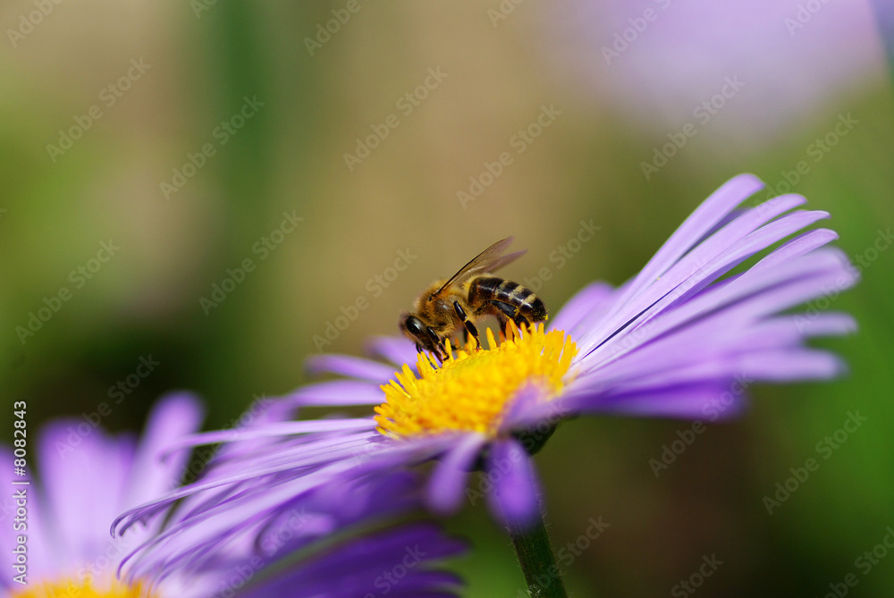 bee bee