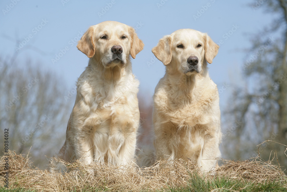 deux chien  assis Golden retriever