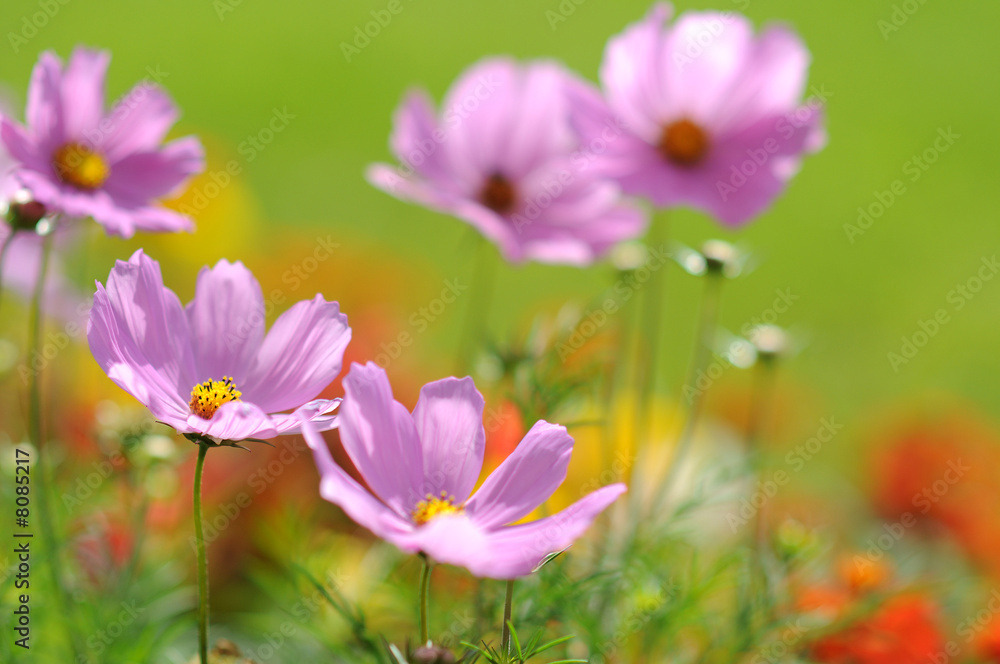fleurs fleurs