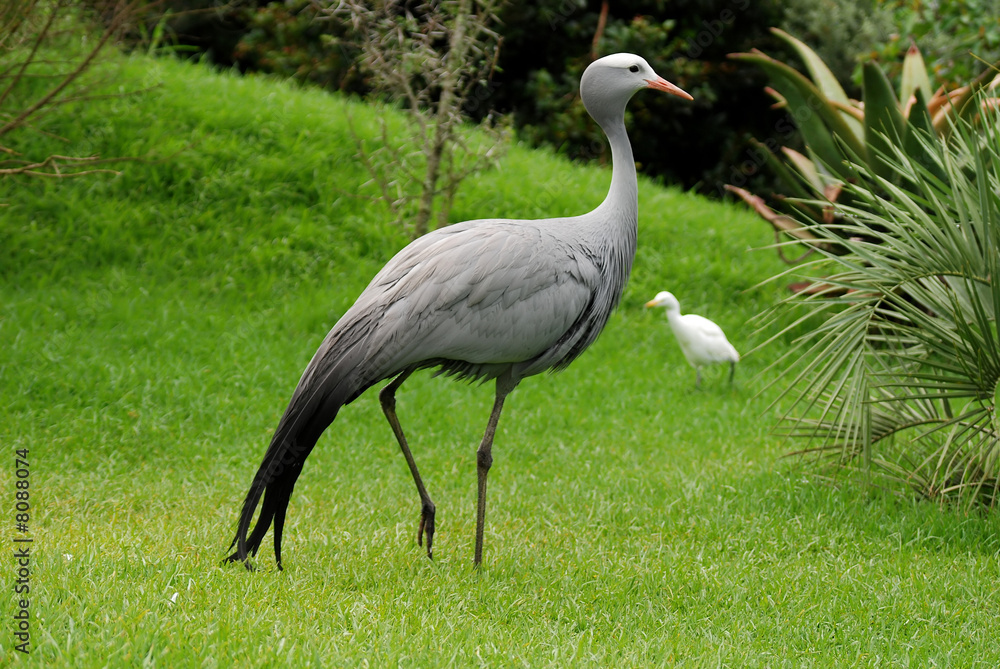 Fototapeta premium blue crane