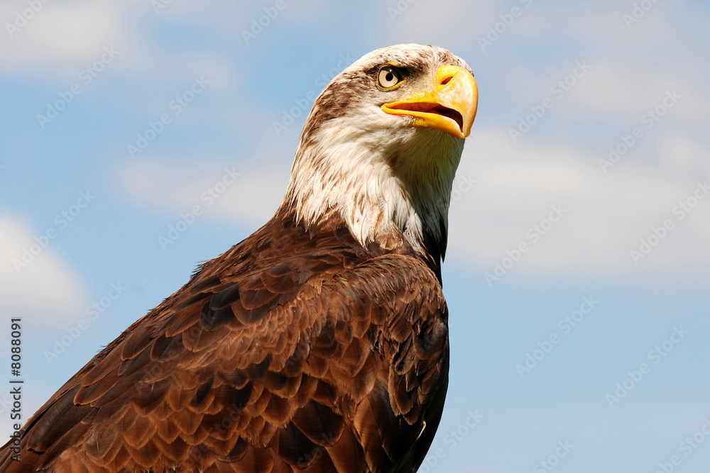 Bald Eagle Bald Eagle