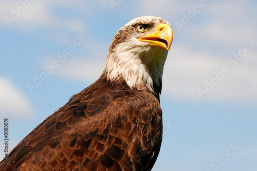 Bald Eagle © gallas