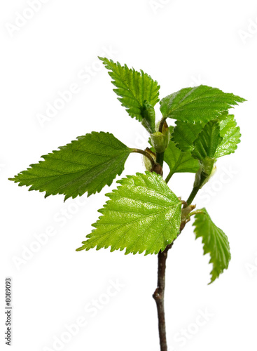 birch sprout