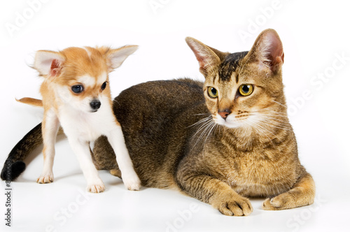 The puppy with a cat