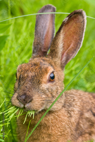 Snowshoe Hare feeding on grass