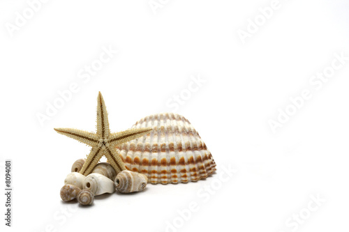 sea shells, and starfish