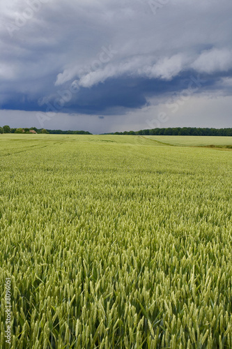 campagne, champ de blé sous les nuages