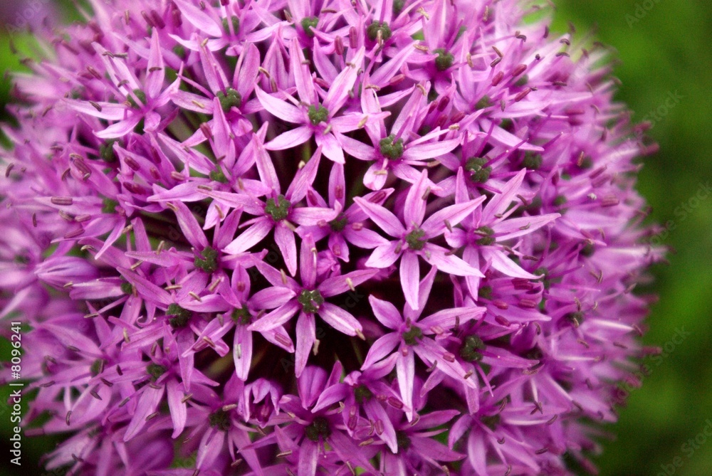 Petals of Violet flower on green background Petals of Violet flower on green background